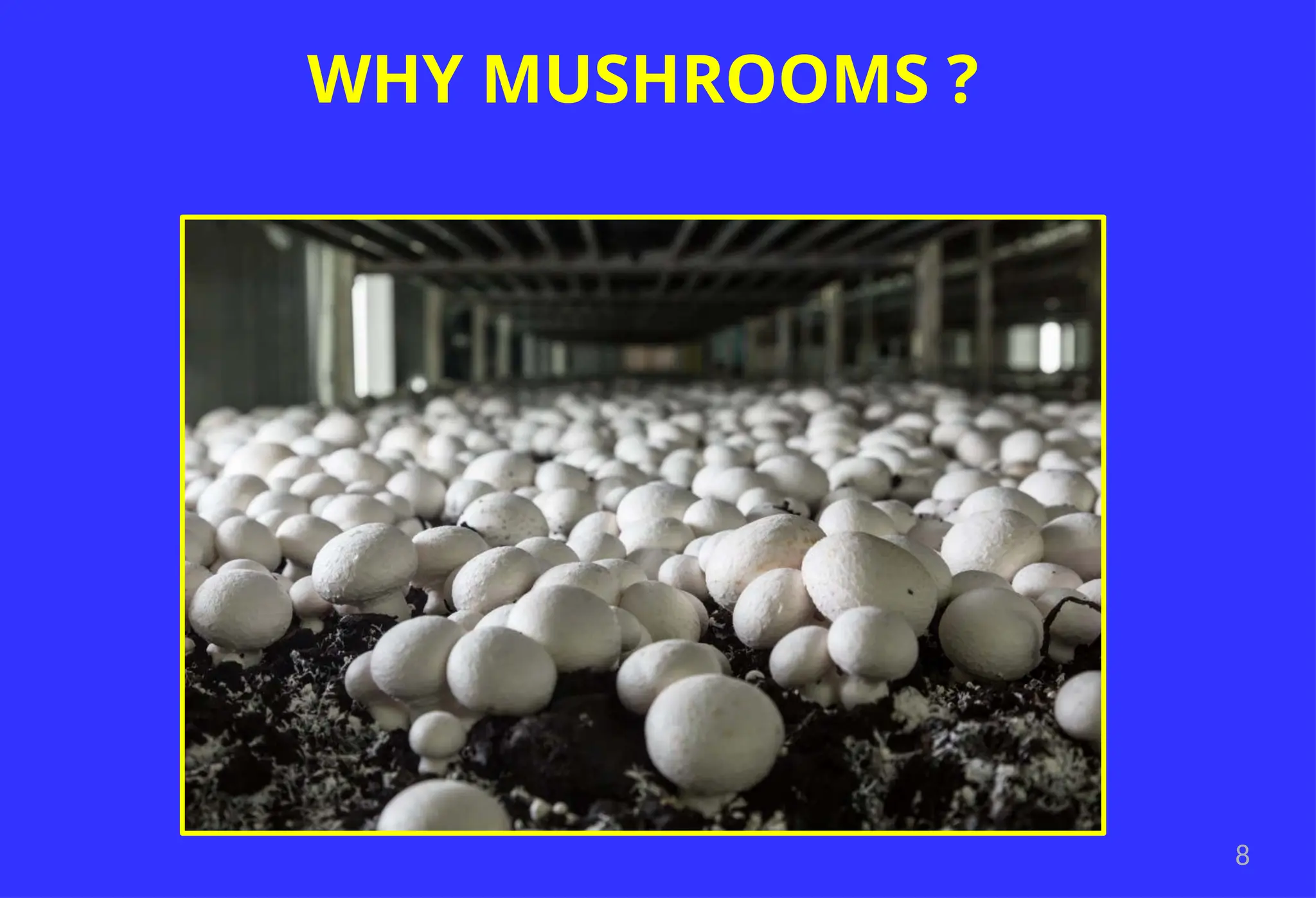 8
WHY MUSHROOMS ?
 