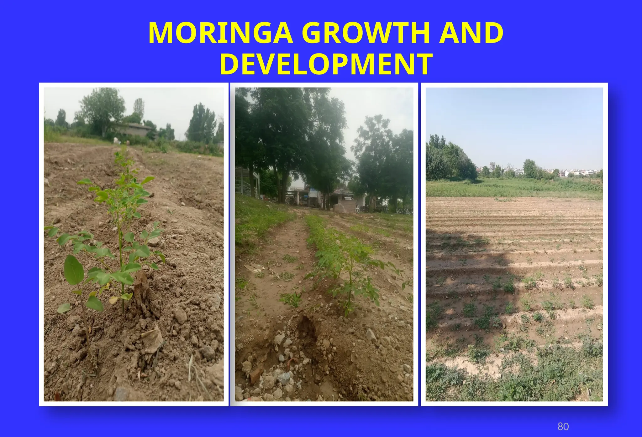 80
MORINGA GROWTH AND
DEVELOPMENT
 