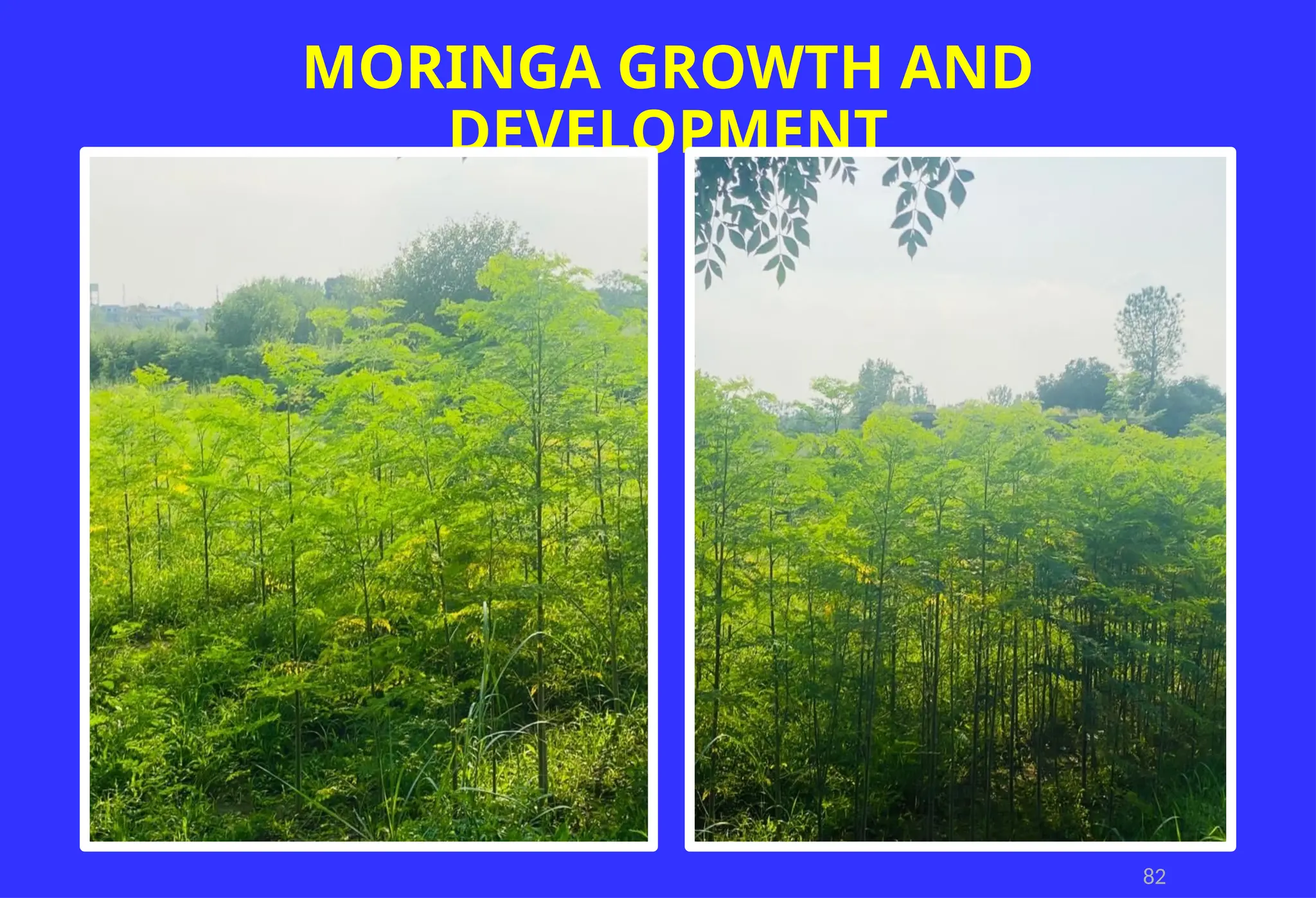 82
MORINGA GROWTH AND
DEVELOPMENT
 