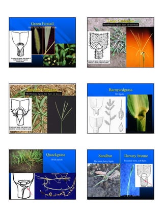 Master Gardenerweedhandouts