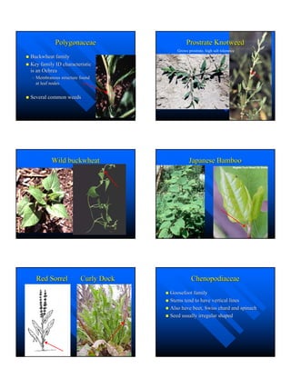 Master Gardenerweedhandouts