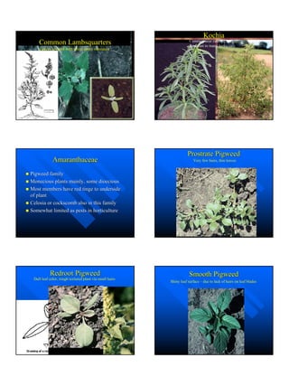 Master Gardenerweedhandouts