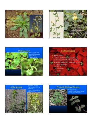 Master Gardenerweedhandouts