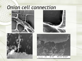 Onion cell connection 