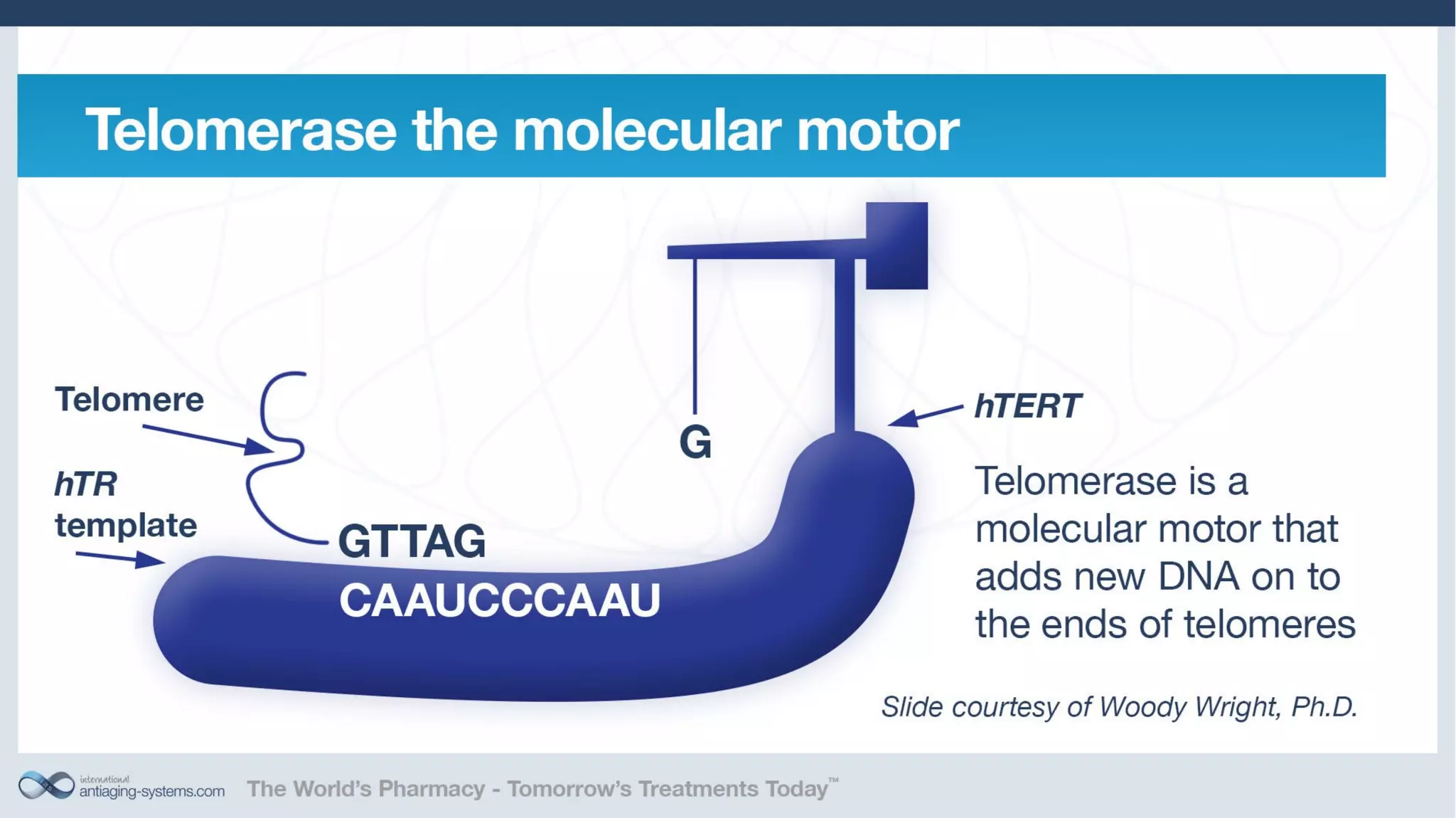 Telomerase Activation: Is it a key to unlocking the aging puzzle?