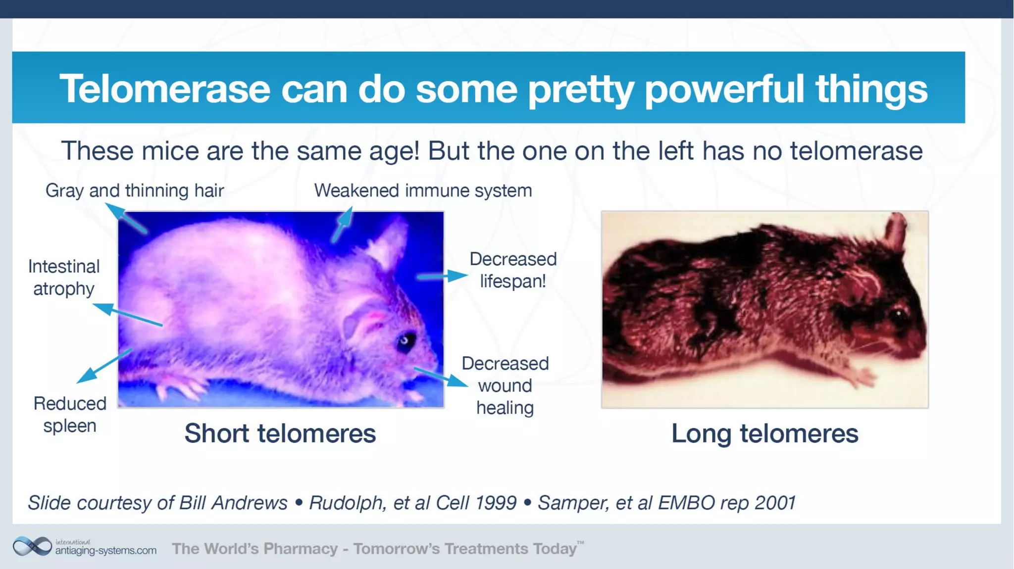 Telomerase Activation: Is it a key to unlocking the aging puzzle?