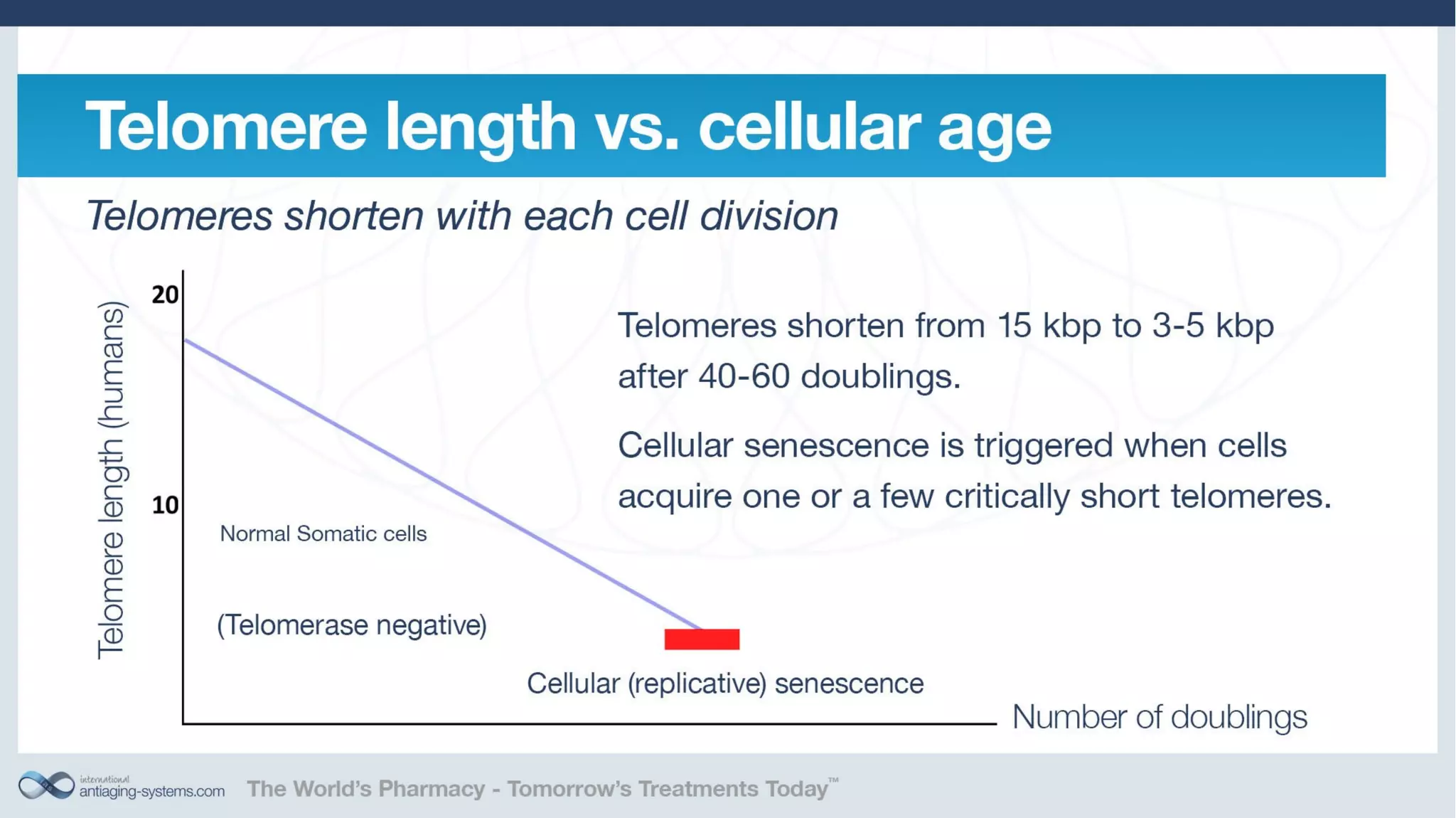 Telomerase Activation: Is it a key to unlocking the aging puzzle?