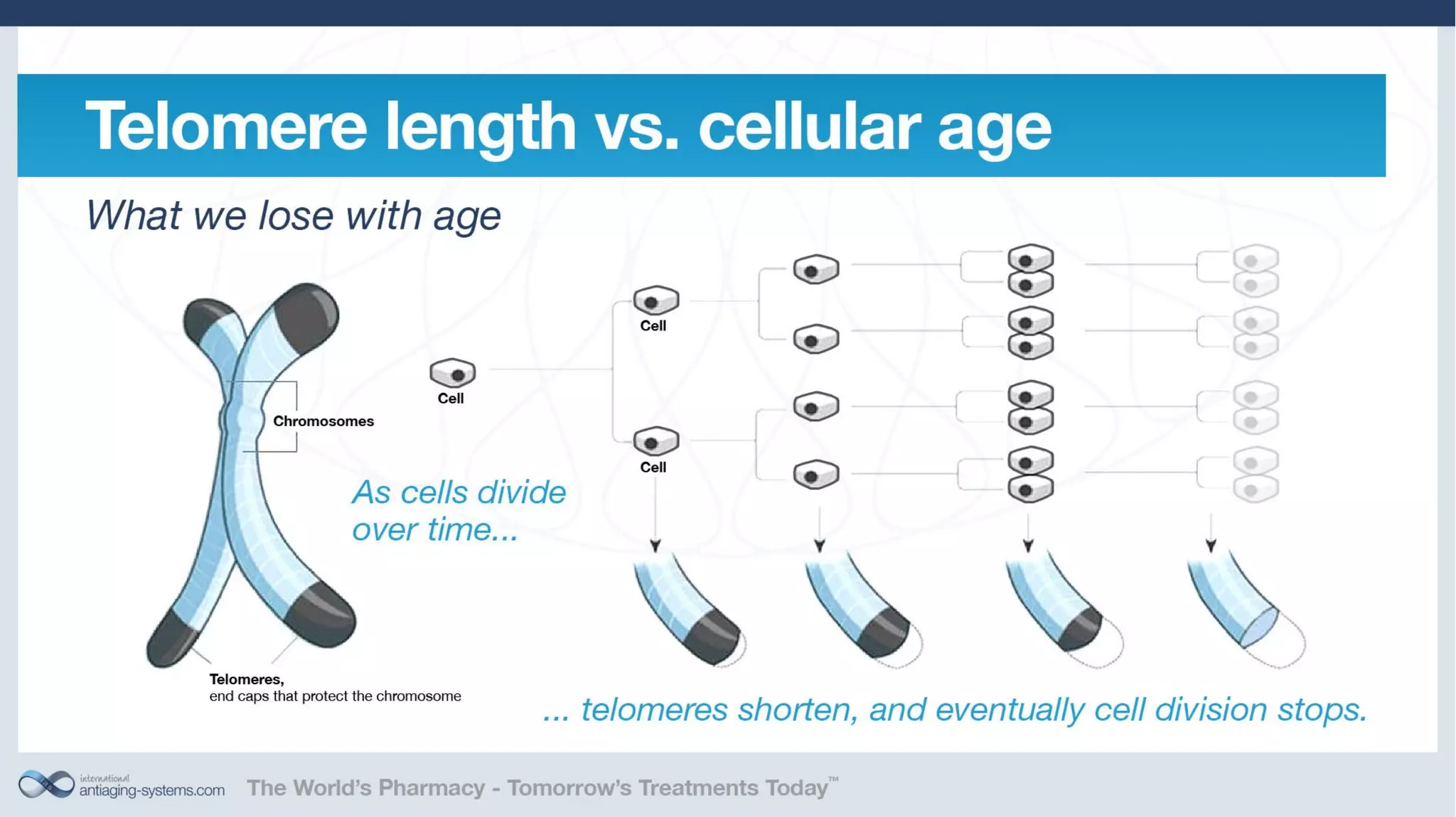 Telomerase Activation: Is it a key to unlocking the aging puzzle?