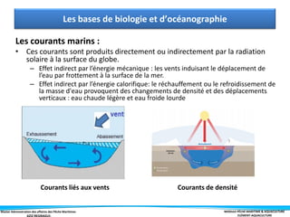 Master Administration des affaires des Pêche Maritimes MODULE PÊCHE MARITIME & AQUACULTURE
ELÉMENT-AQUACULTURE
Les courants marins :
• Ces courants sont produits directement ou indirectement par la radiation
solaire à la surface du globe.
– Effet indirect par l’énergie mécanique : les vents induisant le déplacement de
l’eau par frottement à la surface de la mer.
– Effet indirect par l’énergie calorifique: le réchauffement ou le refroidissement de
la masse d'eau provoquent des changements de densité et des déplacements
verticaux : eau chaude légère et eau froide lourde
Les bases de biologie et d’océanographie
Courants liés aux vents Courants de densité
 