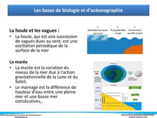 Master Administration des affaires des Pêche Maritimes MODULE PÊCHE MARITIME & AQUACULTURE
ELÉMENT-AQUACULTURE
La houle et les vagues :
• La houle, qui est une succession
de vagues dues au vent, est une
oscillation périodique de la
surface de la mer
La marée
• La marée est la variation du
niveau de la mer due à l'action
gravitationnelle de la Lune et du
Soleil,
• Le marnage est la différence de
hauteur d'eau entre une pleine
mer et une basse mer
consécutives,.
Les bases de biologie et d’océanographie
 