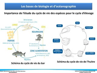 Master Administration des affaires des Pêche Maritimes MODULE PÊCHE MARITIME & AQUACULTURE
ELÉMENT-AQUACULTURE
Importance de l’étude du cycle de vie des espèces pour le cycle d’élevage
Les bases de biologie et d’océanographie
Schéma du cycle de vie du bar
Schéma du cycle de vie de l’huitre
 