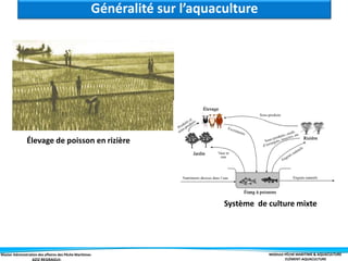Master Administration des affaires des Pêche Maritimes MODULE PÊCHE MARITIME & AQUACULTURE
ELÉMENT-AQUACULTURE
Élevage de poisson en rizière
Système de culture mixte
Généralité sur l’aquaculture
 