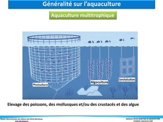 Master Administration des affaires des Pêche Maritimes MODULE PÊCHE MARITIME & AQUACULTURE
ELÉMENT-AQUACULTURE
Elevage des poissons, des mollusques et/ou des crustacés et des algue
Aquaculture multitrophique
Généralité sur l’aquaculture
 