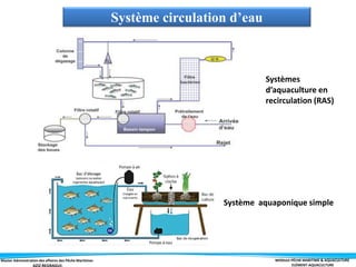Master Administration des affaires des Pêche Maritimes MODULE PÊCHE MARITIME & AQUACULTURE
ELÉMENT-AQUACULTURE
Système circulation d’eau
Systèmes
d’aquaculture en
recirculation (RAS)
Système aquaponique simple
 