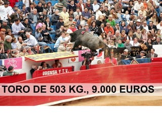 TORO DE 503 KG., 9.000 EUROS
 