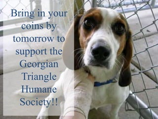 Bring in your
  coins by
tomorrow to
 support the
  Georgian
  Triangle
  Humane
  Society!!
 
