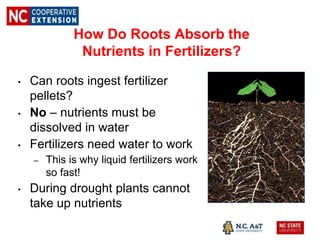 How Do Roots Absorb the
Nutrients in Fertilizers?
• Can roots ingest fertilizer
pellets?
• No – nutrients must be
dissolved in water
• Fertilizers need water to work
– This is why liquid fertilizers work
so fast!
• During drought plants cannot
take up nutrients
 