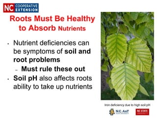 Roots Must Be Healthy
to Absorb Nutrients
• Nutrient deficiencies can
be symptoms of soil and
root problems
– Must rule these out
• Soil pH also affects roots
ability to take up nutrients
Iron deficiency due to high soil pH
 