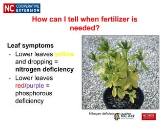 How can I tell when fertilizer is
needed?
Leaf symptoms
• Lower leaves yellow
and dropping =
nitrogen deficiency
• Lower leaves
red/purple =
phosphorous
deficiency
Nitrogen deficiency on azalea
 
