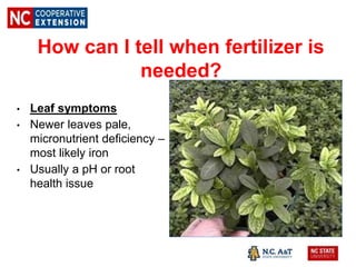 How can I tell when fertilizer is
needed?
• Leaf symptoms
• Newer leaves pale,
micronutrient deficiency –
most likely iron
• Usually a pH or root
health issue
 