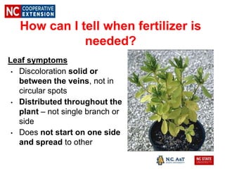 How can I tell when fertilizer is
needed?
Leaf symptoms
• Discoloration solid or
between the veins, not in
circular spots
• Distributed throughout the
plant – not single branch or
side
• Does not start on one side
and spread to other side
 