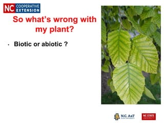 So what’s wrong with
my plant?
• Biotic or abiotic ?
 