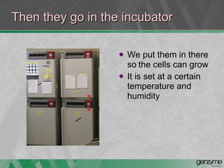 Then they go in the incubator We put them in there so   the cells can grow  It is set at a certain temperature and humidity   