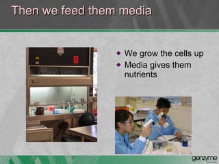 Then we feed them media We grow the cells up Media gives them nutrients  