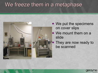 We freeze them in a metaphase We put the specimens on cover slips  We mount them on a slide They are now ready to be scanned 