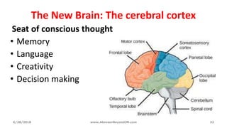 The New Brain: The cerebral cortex
Seat of conscious thought
• Memory
• Language
• Creativity
• Decision making
6/28/2018 www.AboveorBeyondJM.com 32
 