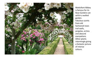 Mottisfont Abbey
is famous for its
Rose Gardens set
within a walled
garden.
Fabulous scents
from old
fashioned roses
trail walls,
pergolas, arches
and abound
everywhere.
Other plants
intermingle giving
a fantastic picture
of intense
colours.
 