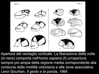Apertura del ventaglio corticale. La liberazione della volta
(in nero) comporta nell'homo sapiens (f) un'apertura
sempre più ampia della regione media corrispondente alla
corteccia della motilità volontaria e alle zone associative.
Leroi Gourhan, Il gesto e la parola, 1964
 