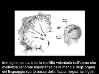 Immagine corticale della motilità volontaria nell'uomo che
evidenzia l'enorme importanza della mano e degli organi
del linguaggio (parte bassa della faccia, lingua, laringe).
 