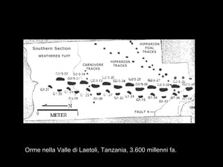 Orme nella Valle di Laetoli, Tanzania, 3.600 millenni fa.
 