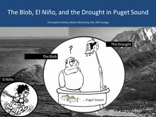 The Blob, El Niño, and the Drought in Puget Sound
ChristopherKrembs,Marine Monitoring Unit, EAP, Ecology
The Blob
The Drought
El Niño
 