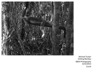 Michael Tucker
Chilling Monkey
B&W Photography
6/15/2013
11x14
 