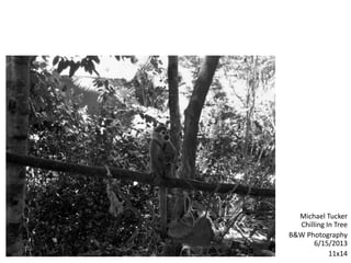 Michael Tucker
Chilling In Tree
B&W Photography
6/15/2013
11x14
 