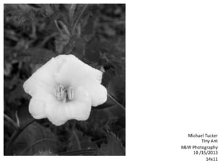 Michael Tucker
Tiny Ant
B&W Photography
10 /15/2013
14x11
 