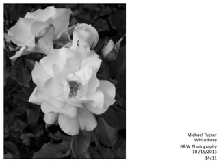 Michael Tucker
White Rose
B&W Photography
10 /15/2013
14x11
 