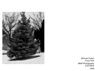 Michael Tucker
Fuzzy Tree
B&W Photography
1/27/2014
10x8
 