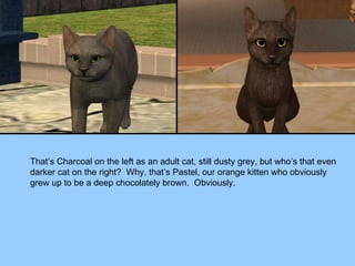 That’s Charcoal on the left as an adult cat, still dusty grey, but who’s that even darker cat on the right?  Why, that’s Pastel, our orange kitten who obviously grew up to be a deep chocolately brown.  Obviously. 