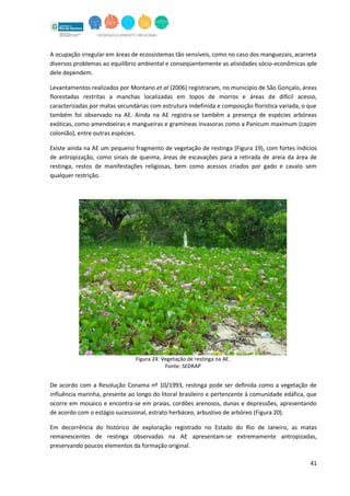 41
A ocupação irregular em áreas de ecossistemas tão sensíveis, como no caso dos manguezais, acarreta
diversos problemas ao equilíbrio ambiental e conseqüentemente as atividades sócio-econômicas qde
dele dependem.
Levantamentos realizados por Montano et al (2006) registraram, no município de São Gonçalo, áreas
florestadas restritas a manchas localizadas em topos de morros e áreas de difícil acesso,
caracterizadas por matas secundárias com estrutura indefinida e composição florística variada, o que
também foi observado na AE. Ainda na AE registra-se também a presença de espécies arbóreas
exóticas, como amendoeiras e mangueiras e gramíneas invasoras como a Panicum maximum (capim
colonião), entre outras espécies.
Existe ainda na AE um pequeno fragmento de vegetação de restinga (Figura 19), com fortes indícios
de antropização, como sinais de queima, áreas de escavações para a retirada de areia da área de
restinga, restos de manifestações religiosas, bem como acessos criados por gado e cavalo sem
qualquer restrição.
De acordo com a Resolução Conama nº 10/1993, restinga pode ser definida como a vegetação de
influência marinha, presente ao longo do litoral brasileiro e pertencente à comunidade edáfica, que
ocorre em mosaico e encontra-se em praias, cordões arenosos, dunas e depressões, apresentando
de acordo com o estágio sucessional, estrato herbáceo, arbustivo de arbóreo (Figura 20).
Em decorrência do histórico de exploração registrado no Estado do Rio de Janeiro, as matas
remanescentes de restinga observadas na AE apresentam-se extremamente antropizadas,
preservando poucos elementos da formação original.
Figura 24: Vegetação de restinga na AE.
Fonte: SEDRAP
 