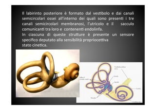 Il	
  labirinto	
  posteriore	
  è	
  formato	
  dal	
  ves&bolo	
  e	
  dai	
  canali	
 
semicircolari	
  ossei	
  all’interno	
  dei	
  quali	
  sono	
  presen&	
  i	
  tre	
 
canali	
  semicircolari	
  membranosi,	
  l’utricolo	
  e	
  il	
  	
  sacculo	
 	
 
comunican&	
 tra	
 loro	
 e	
 	
 contenen&	
 endolinfa.	
 	
 
In	
  ciascuna	
  di	
  queste	
  stru<ure	
  è	
  presente	
  un	
  sensore	
 
speciﬁco	
 deputato	
 alla	
 sensibilità	
 proprioce^va	
 	
 
stato	
 cine&ca.	
 	
 
 