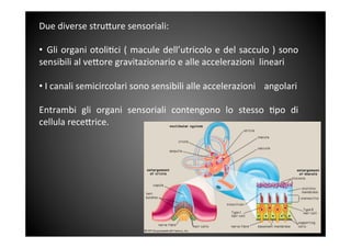 Due	
 diverse	
 stru<ure	
 sensoriali:	
 
	
 	
 
• 	
 Gli	
 organi	
 otoli&ci	
 (	
 macule	
 dell’utricolo	
 e	
 del	
 sacculo	
 )	
 sono	
 
sensibili	
 al	
 ve<ore	
 gravitazionario	
 e	
 alle	
 accelerazioni	
 	
 lineari	
 
	
 
• 	
 I	
 canali	
 semicircolari	
 sono	
 sensibili	
 alle	
 accelerazioni	
  	
 angolari	
 
	
 	
 
Entrambi	
  gli	
  organi	
  sensoriali	
  contengono	
  lo	
  stesso	
  &po	
  di	
 
cellula	
 rece<rice.	
 	
 
	
 
	
 
	
 
 