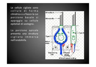 Le	
  cellule	
  cigliate	
  sono	
 
c e l l u l e	
  d i	
  f o r m a	
 
cilindrica	
 o	
 a	
 ﬁasco	
 la	
 cui	
 
porzione	
  basale	
  si	
 
appoggia	
  su	
  cellule	
 
epiteliali	
 di	
 sostegno.	
 
	
 	
 
La	
  porzione	
  apicale	
 
presenta	
  una	
  stru<ura	
 
c i g l i a t a	
  i m m e r s a	
 
nell’endolinfa.	
 	
 
	
 
	
 
 