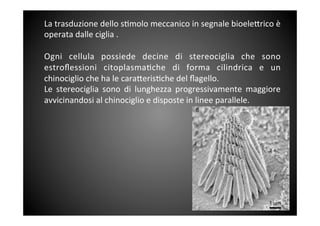 La	
 trasduzione	
 dello	
 s&molo	
 meccanico	
 in	
 segnale	
 bioele<rico	
 è	
 
operata	
 dalle	
 ciglia	
 .	
 
	
 	
 
Ogni	
  cellula	
  possiede	
  decine	
  di	
  stereociglia	
  che	
  sono	
 
estroﬂessioni	
  citoplasma&che	
  di	
  forma	
  cilindrica	
  e	
  un	
 
chinociglio	
 che	
 ha	
 le	
 cara<eris&che	
 del	
 ﬂagello.	
 	
 
Le	
  stereociglia	
  sono	
  di	
  lunghezza	
  progressivamente	
  maggiore	
 
avvicinandosi	
 al	
 chinociglio	
 e	
 disposte	
 in	
 linee	
 parallele.	
 
	
 	
 
	
 
	
 
 