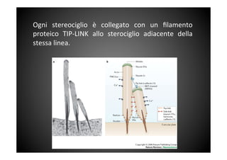 Ogni	
  stereociglio	
  è	
  collegato	
  con	
  un	
  ﬁlamento	
 
proteico	
  TIP-­‐LINK	
  allo	
  sterociglio	
  adiacente	
  della	
 
stessa	
 linea.	
 	
 
 