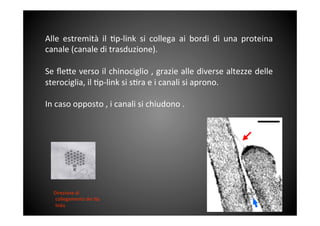 Alle	
  estremità	
  il	
  &p-­‐link	
  si	
  collega	
  ai	
  bordi	
  di	
  una	
  proteina	
 
canale	
 (canale	
 di	
 trasduzione).	
 	
 
	
 	
 
Se	
 ﬂe<e	
 verso	
 il	
 chinociglio	
 ,	
 grazie	
 alle	
 diverse	
 altezze	
 delle	
 
sterociglia,	
 il	
 &p-­‐link	
 si	
 s&ra	
 e	
 i	
 canali	
 si	
 aprono.	
 	
 
	
 
In	
 caso	
 opposto	
 ,	
 i	
 canali	
 si	
 chiudono	
 .	
 	
 
	
 
	
 
	
 	
 	
 	
 	
 	
 	
 Direzione	
 di	
 
collegamento	
 dei	
 &p	
 
links	
 
 