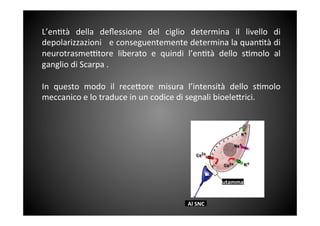 L’en&tà	
  della	
  deﬂessione	
  del	
  ciglio	
  determina	
  il	
  livello	
  di	
 
depolarizzazioni	
 	
 	
 e	
 conseguentemente	
 determina	
 la	
 quan&tà	
 di	
 
neurotrasme^tore	
  liberato	
  e	
  quindi	
  l’en&tà	
  dello	
  s&molo	
  al	
 
ganglio	
 di	
 Scarpa	
 .	
 
	
 
In	
  questo	
  modo	
  il	
  rece<ore	
  misura	
  l’intensità	
  dello	
  s&molo	
 
meccanico	
 e	
 lo	
 traduce	
 in	
 un	
 codice	
 di	
 segnali	
 bioele<rici.	
 
Al	
 SNC	
 
Glutammato	
 
 