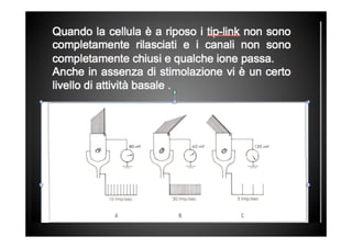 Master posturologia